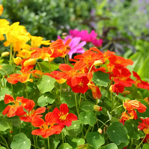 5 flores que debes plantar ahora para que duren todo el verano: resistentes al sol y muy bonitas