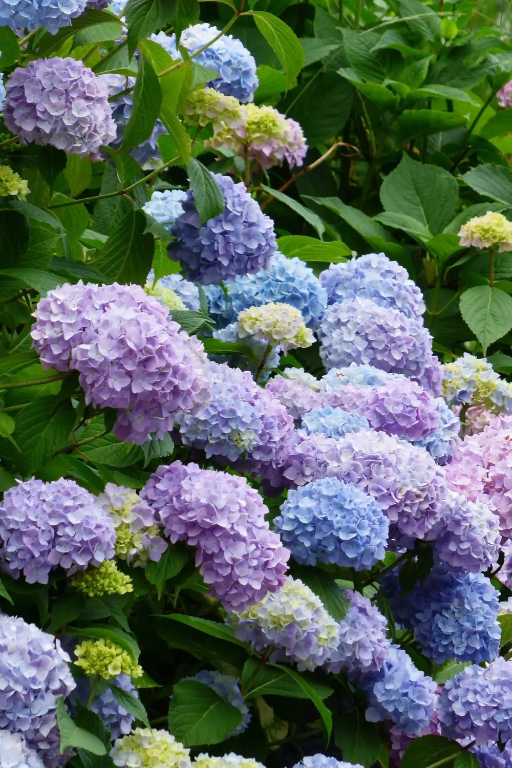 Hortensias 