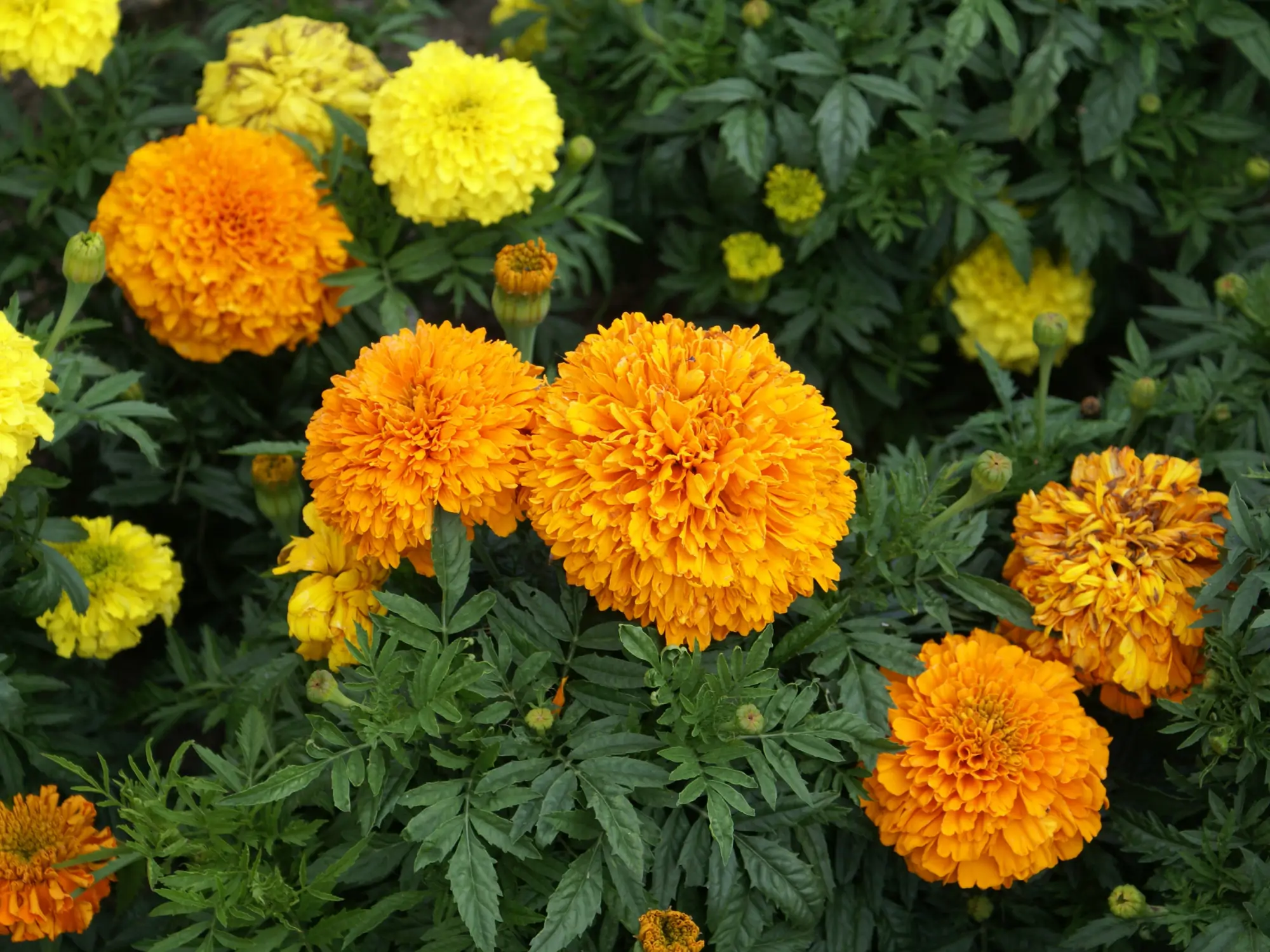 Tagetes erecta