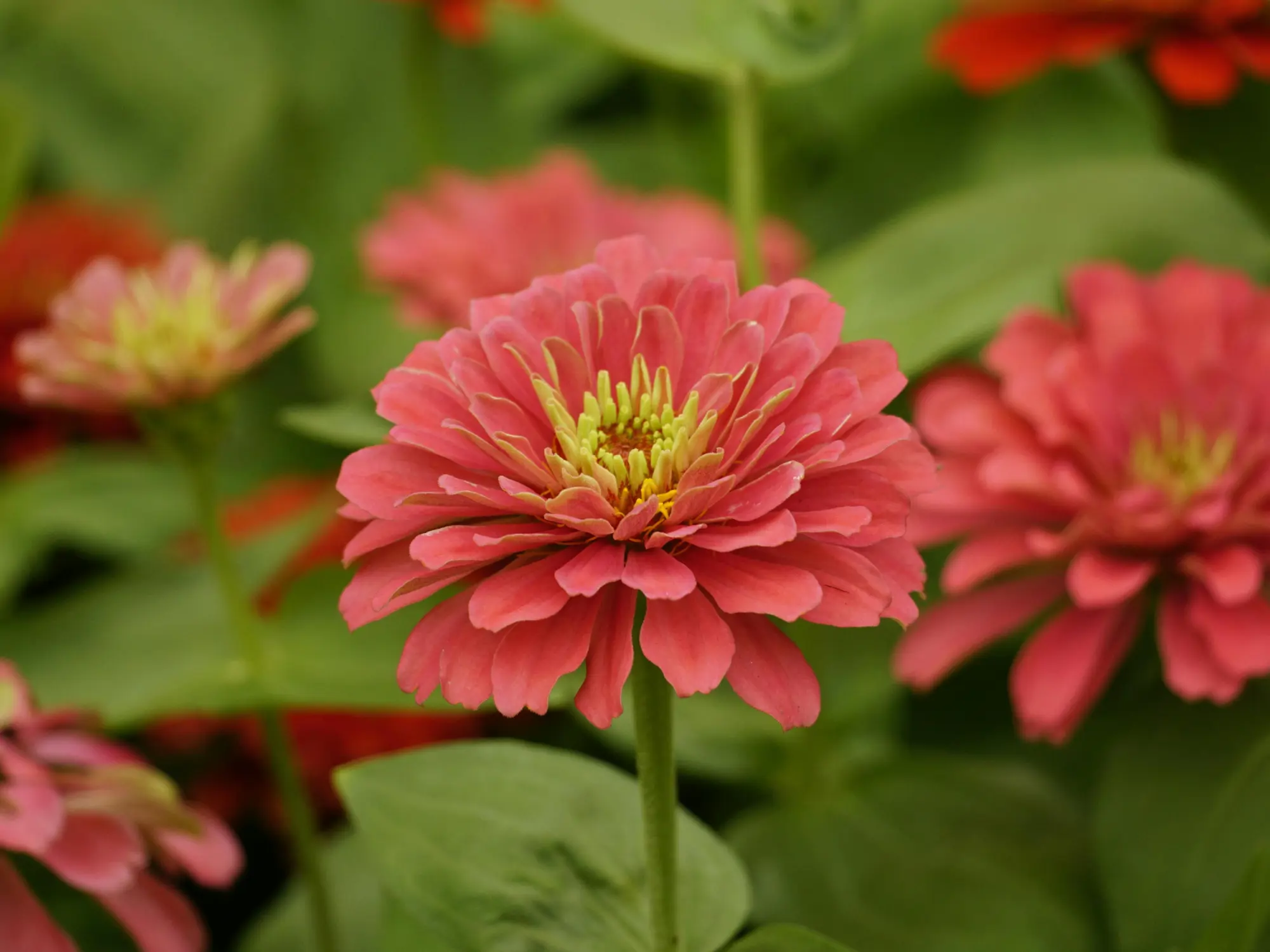 Zinnia elegans
