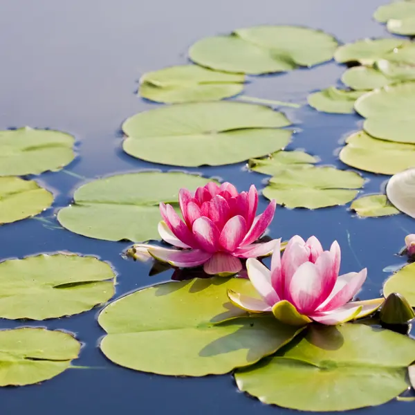 Estas son las 5 plantas acuáticas con flores son perfectas si tienes un estanque en el jardín por primera vez