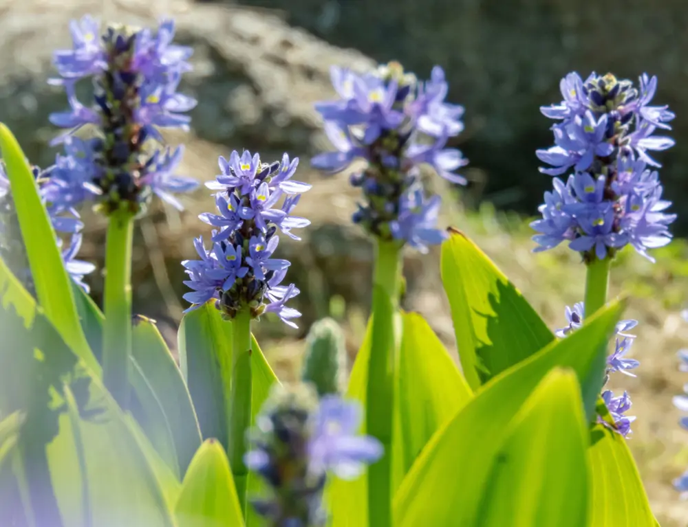pontederia planta flor estanque