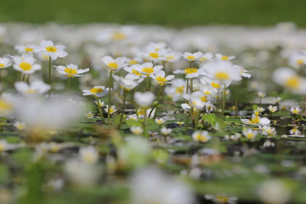 ranunculus aquatilis planta estanque