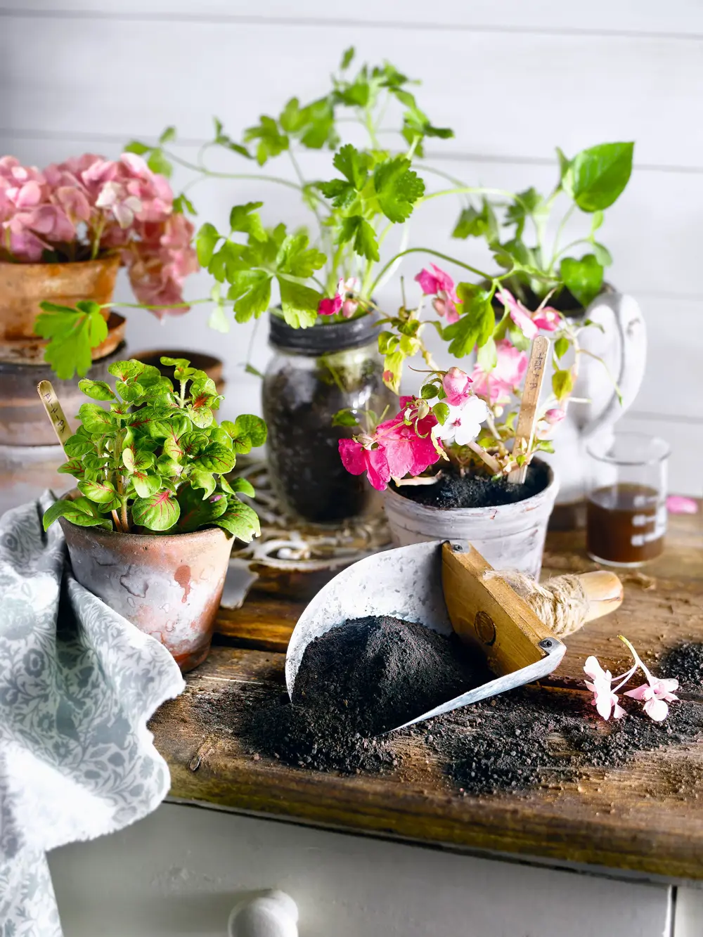 Martha confiesa que le encanta propagar sus plantas y compartirlas con amigos y familiares