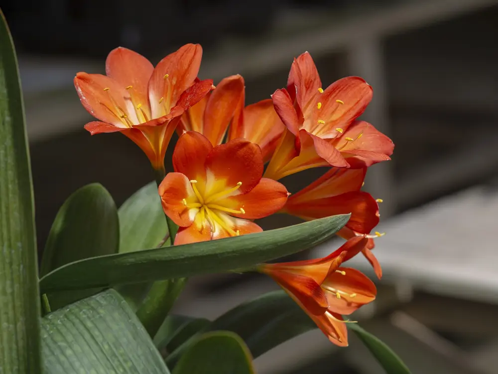Sigue estos consejos para cuidar tu clivia y verás qué rápido florecen sus flores