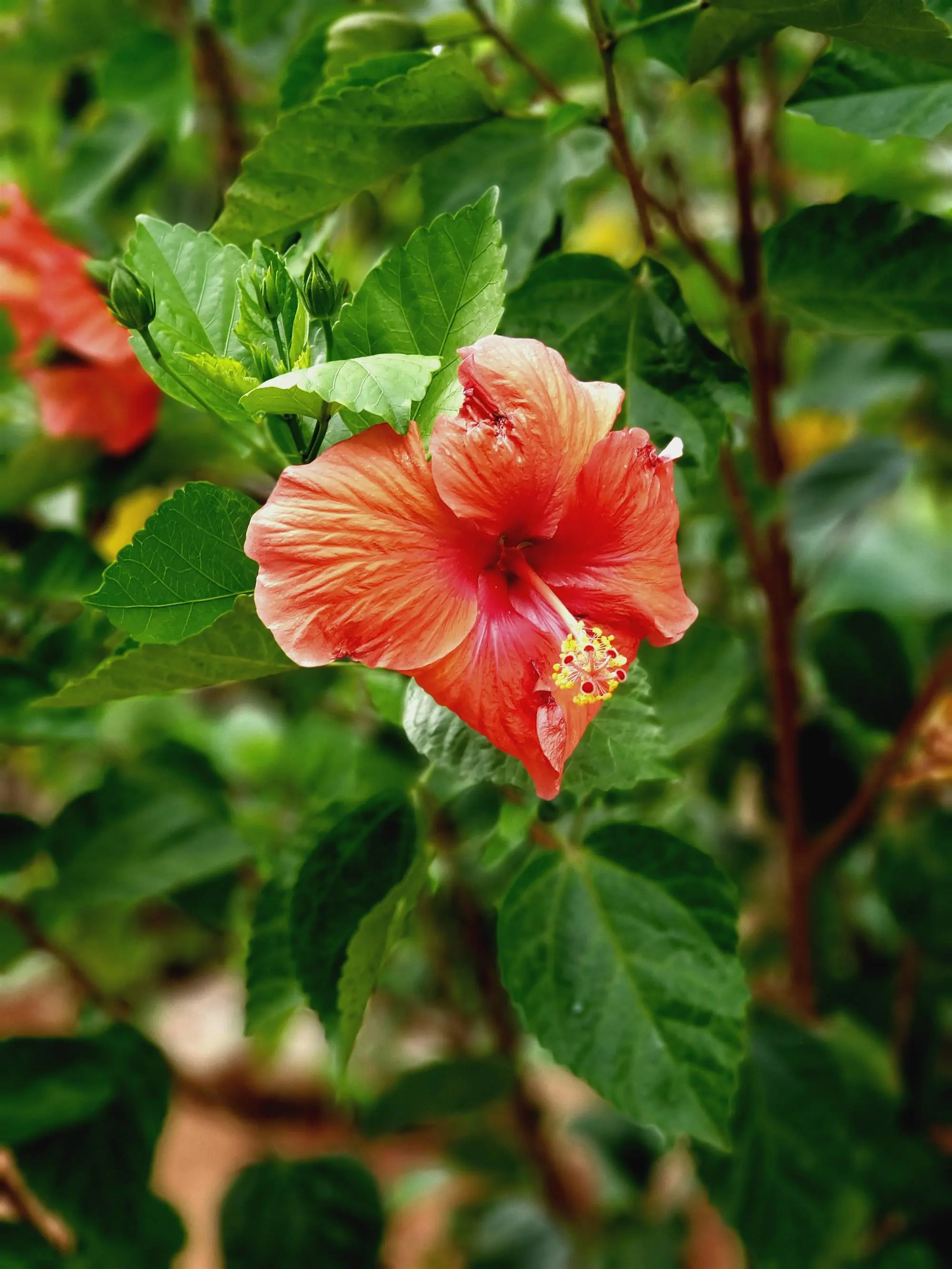 Hibisco-plantas-y-flores-de-otoño