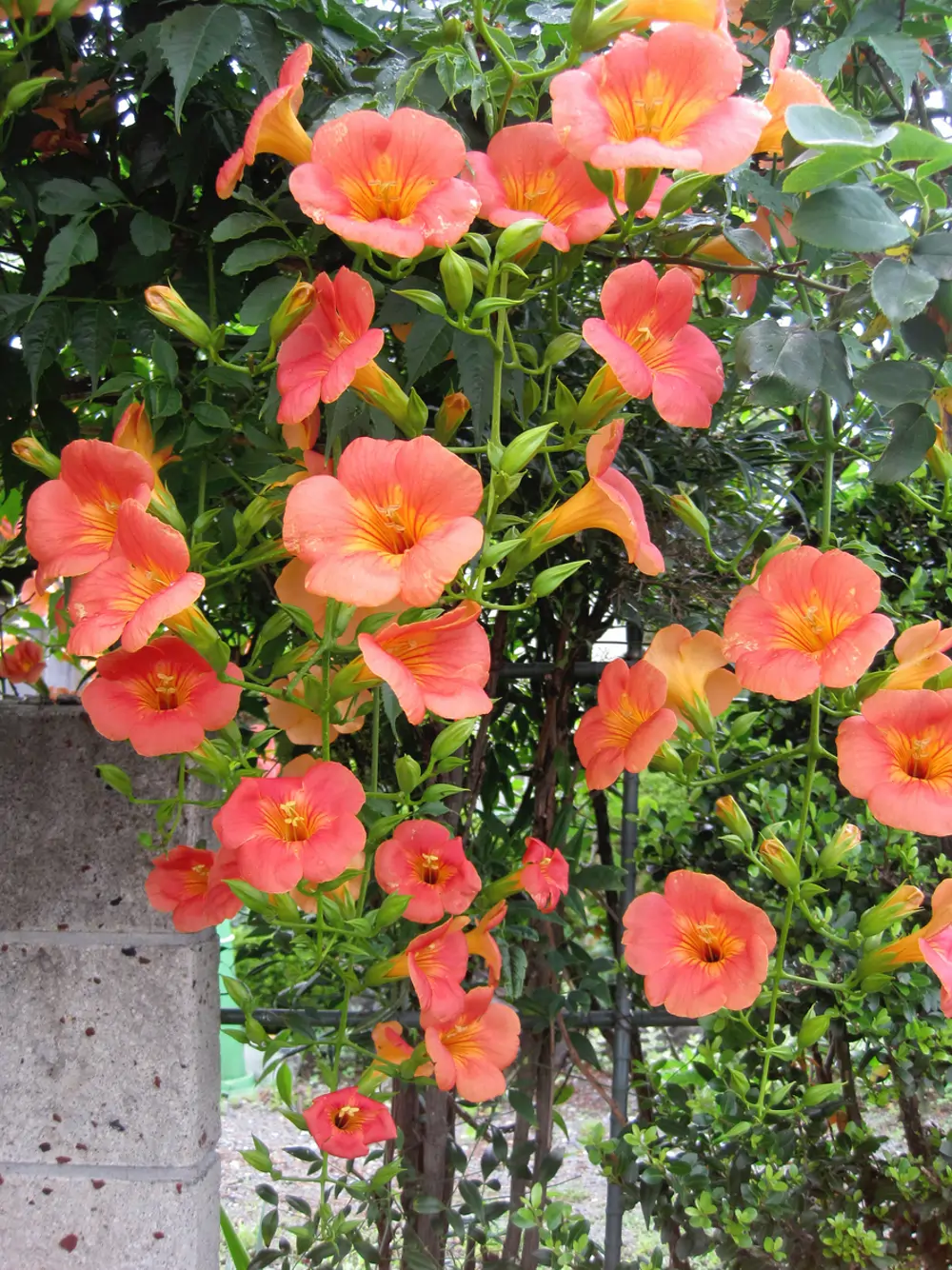 Campsis grandiflora