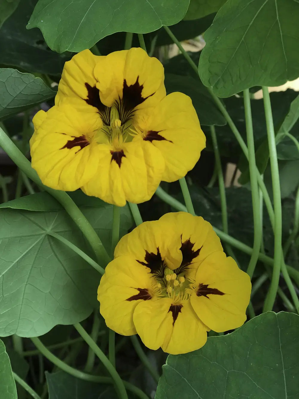 Capuchina (Tropaeolum majus)