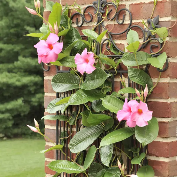 ¡Adiós Buganvilla! 5 plantas trepadoras con flor que no son las habituales y que son perfectas para decorar pérgolas y fachadas