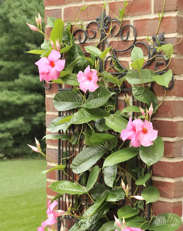 ¡Adiós Buganvilla! 5 plantas trepadoras con flor que no son las habituales y que son perfectas para decorar pérgolas y fachadas