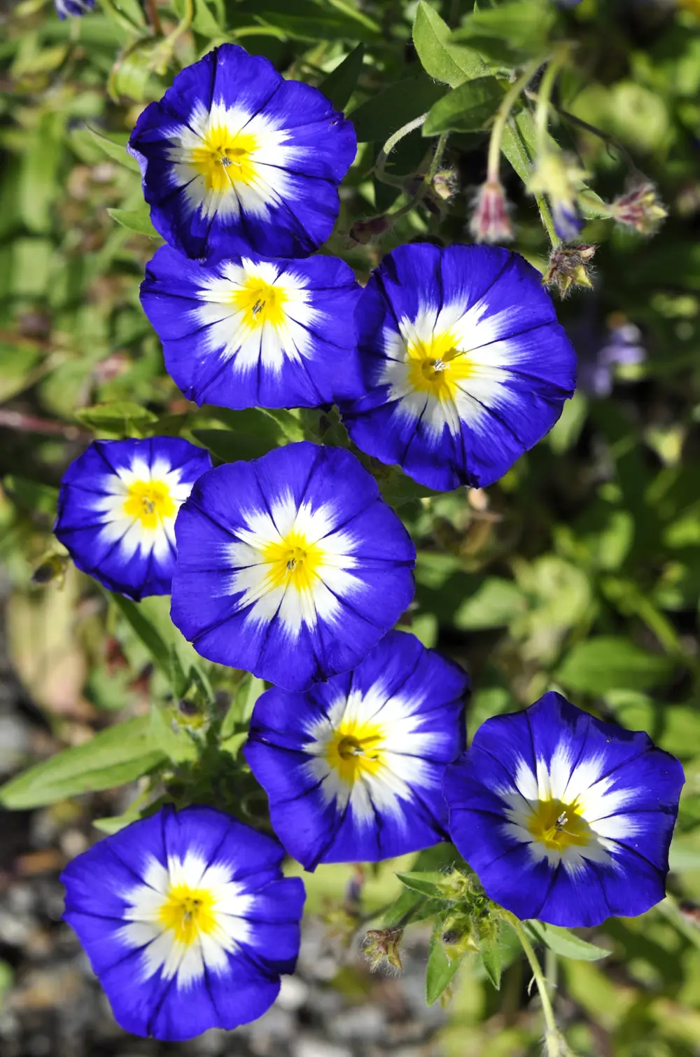 Dondiego de día o campanilla (Convolvulus tricolor)