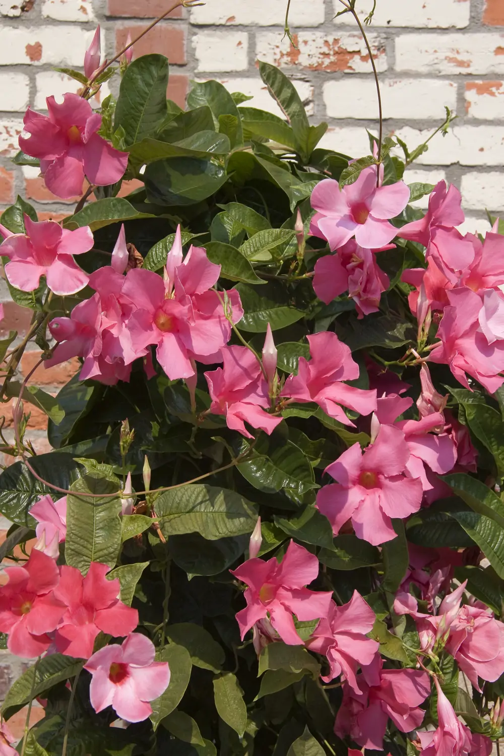 Mandevilla
