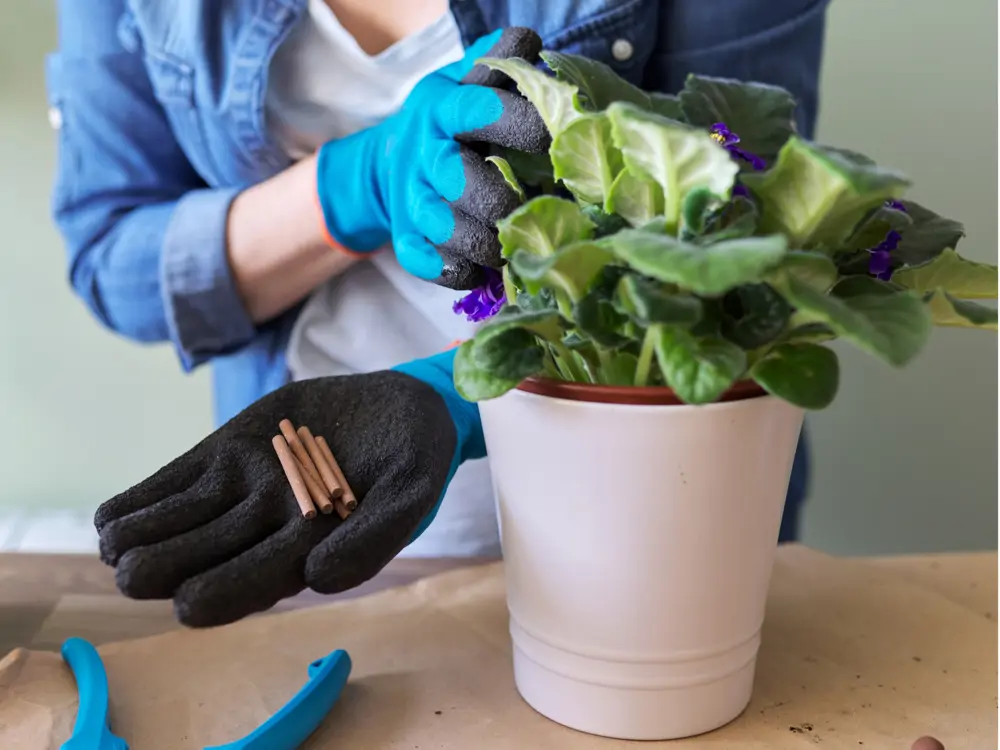 Cómo hacer un fertilizante y repelente de plagas con un hueso de aguacate