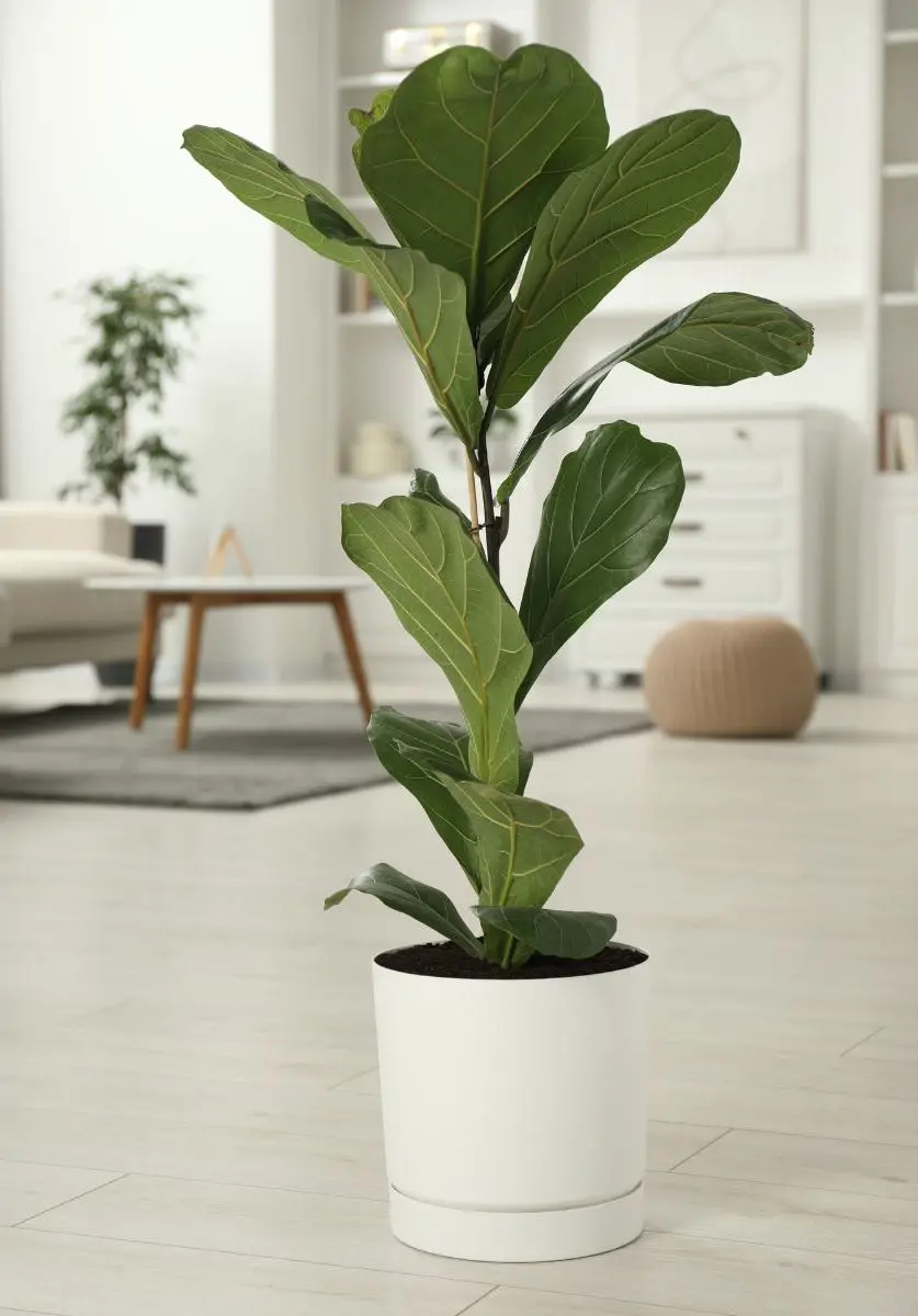 Ficus lyrata