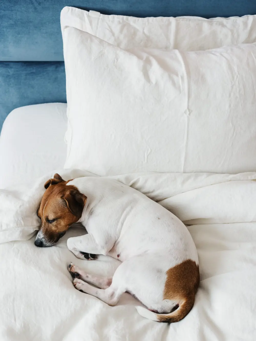 Perrito durmiendo encima de una cama