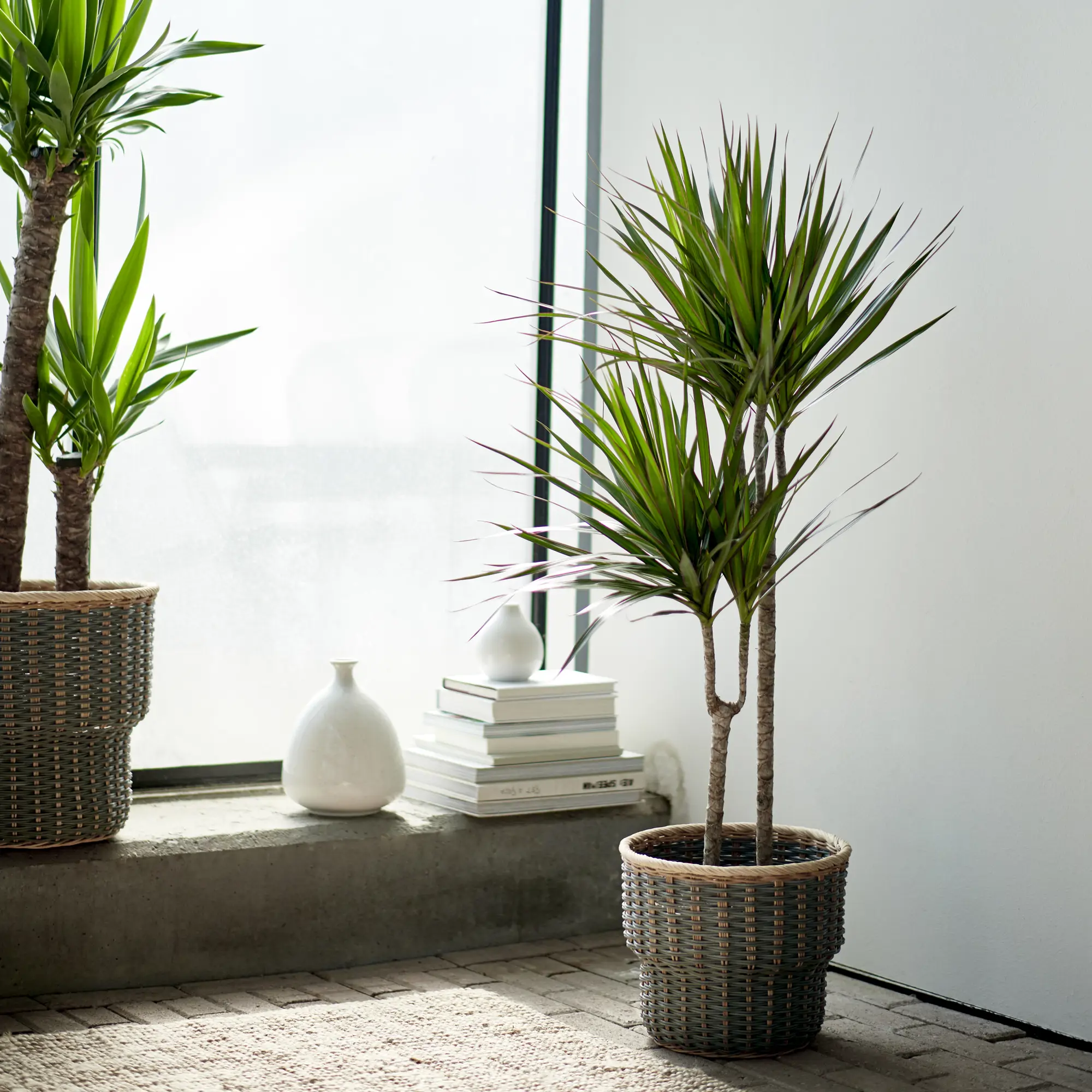 planta DRACAENA MARGINATA   IKEA  (2)