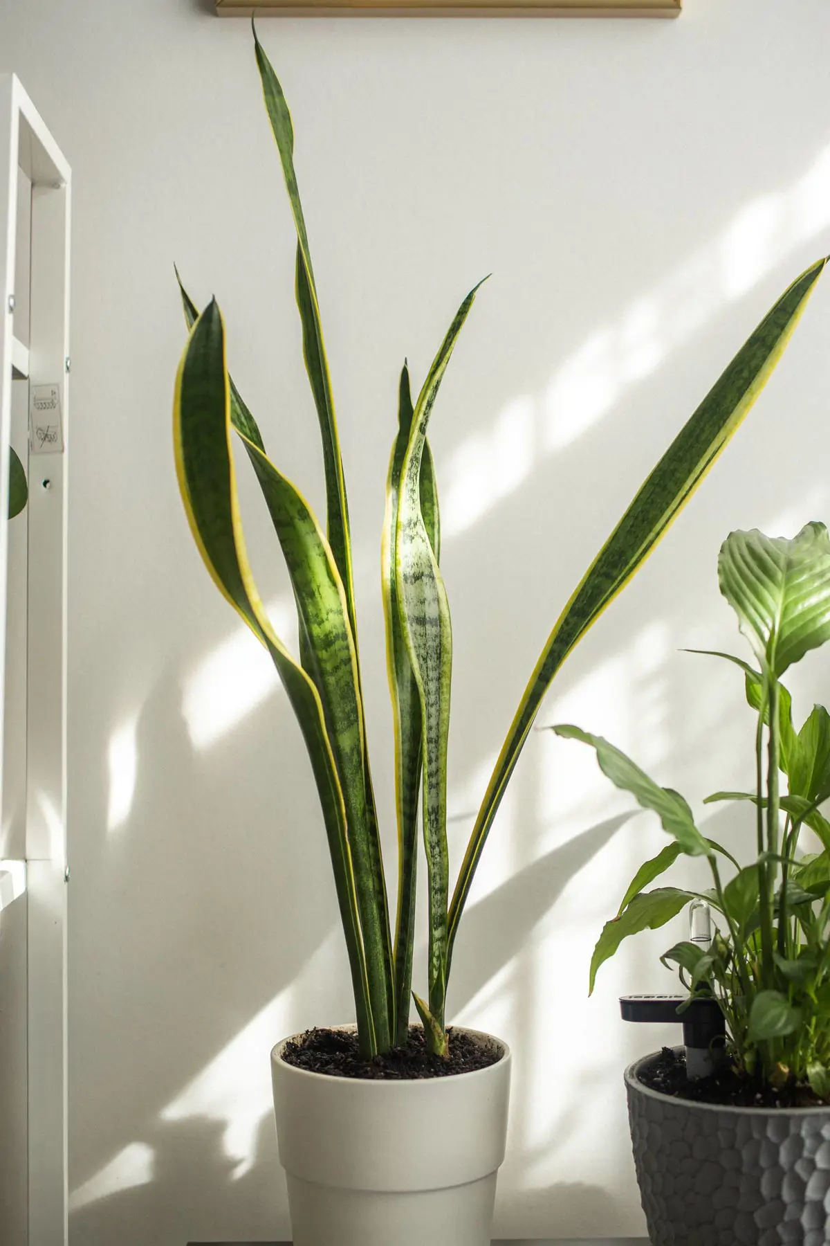 sanseviera-planta-frescor-verano