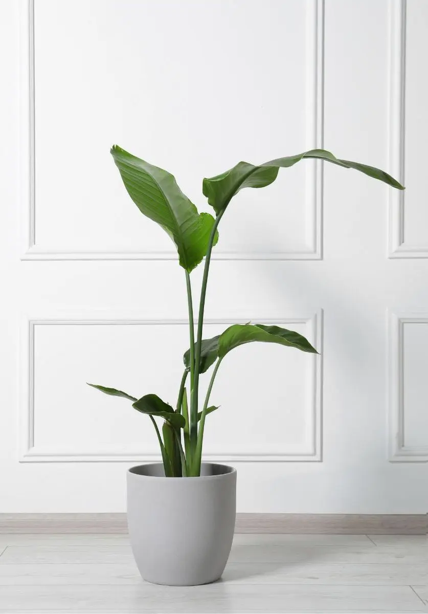 strelitzia 