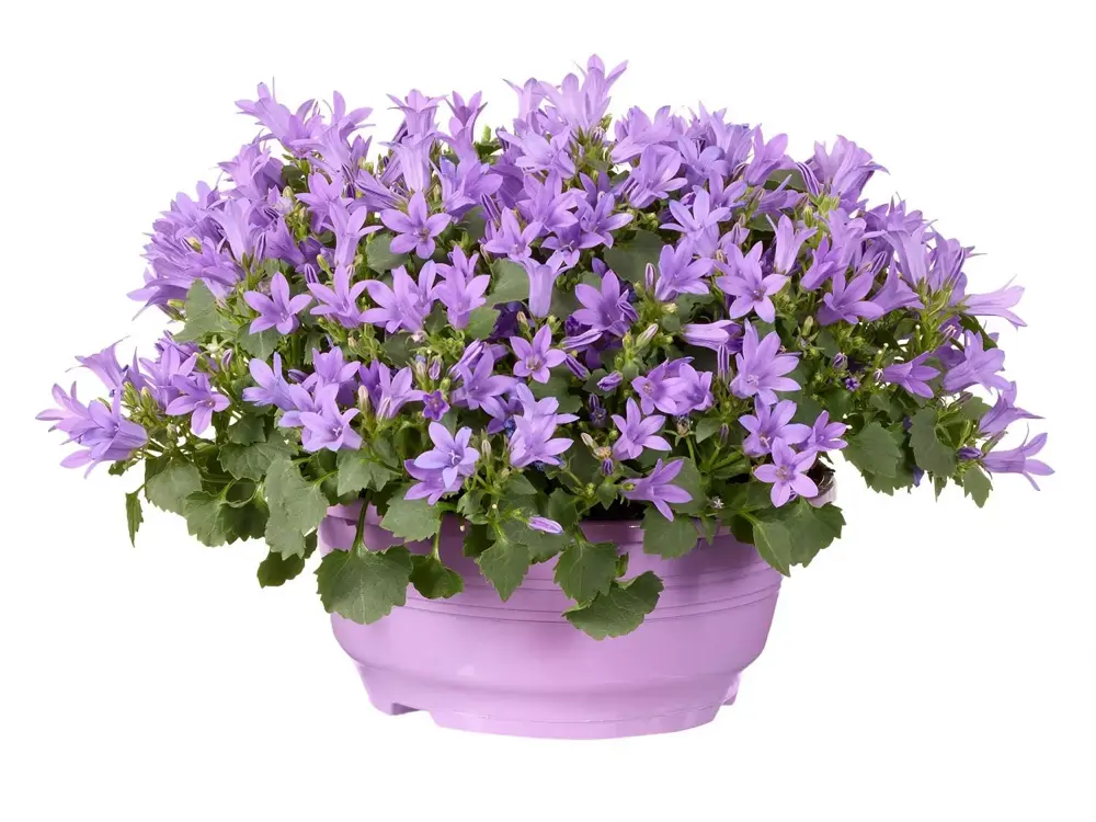 campanula 