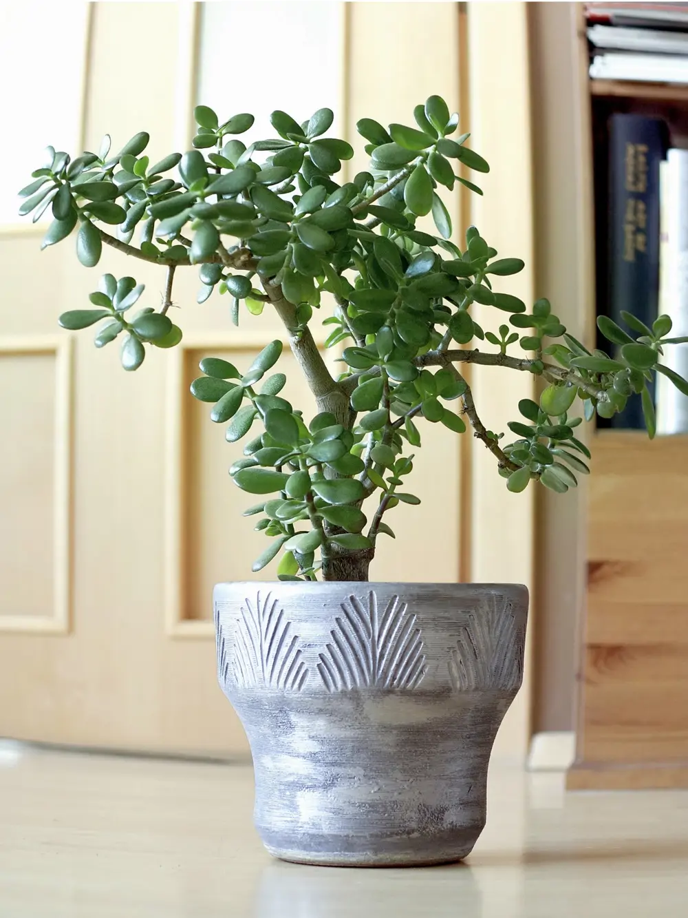 El árbol de jade es ideal para atraer la energía de la abundancia y el bienestar a la casa