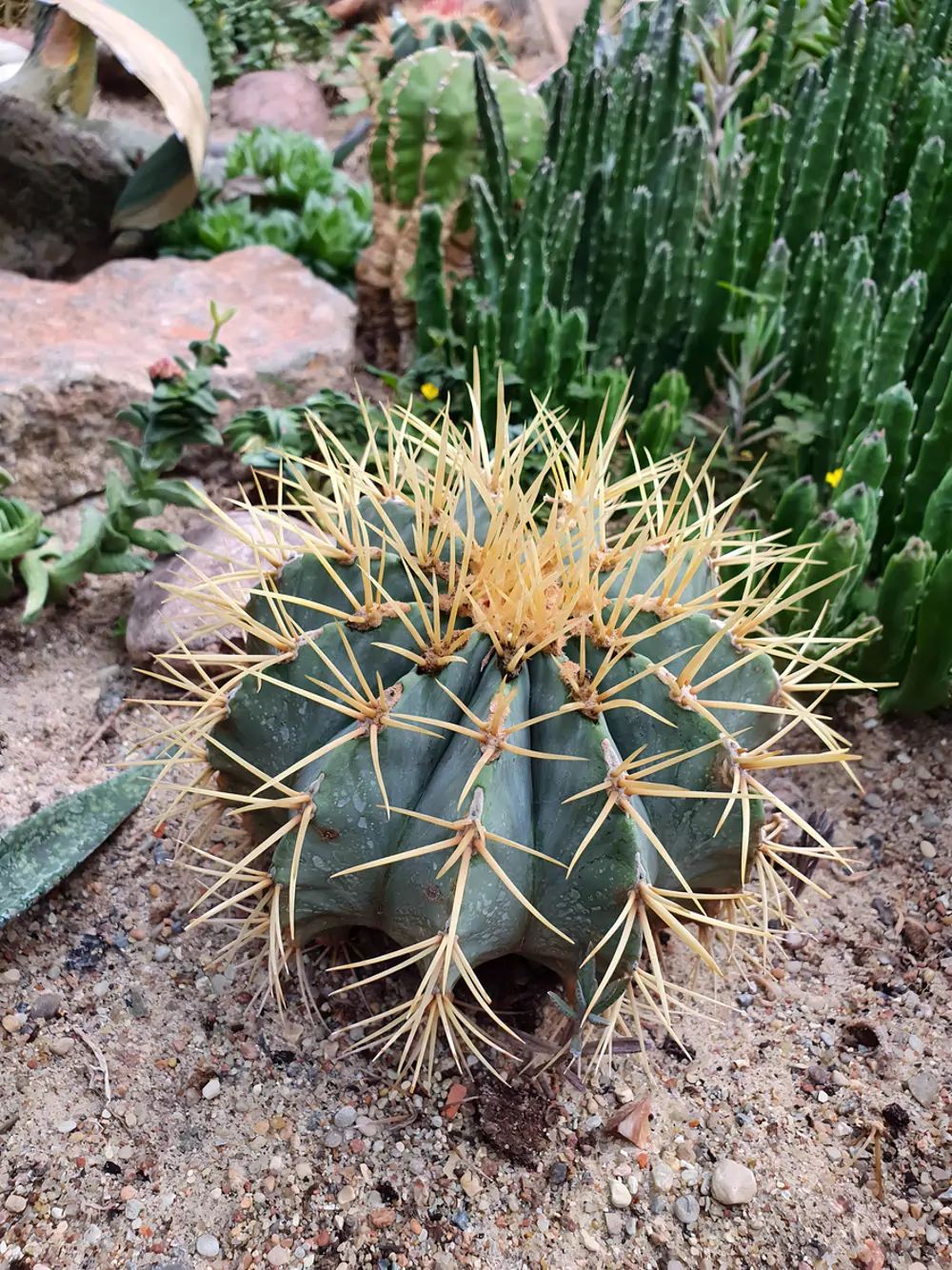El cactus con pinchos es la única planta que el Feng Shui no recomienda tener en casa ya que atrae la mala energía al hogar