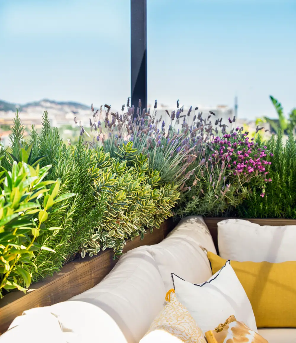 lavanda plantas terraza 