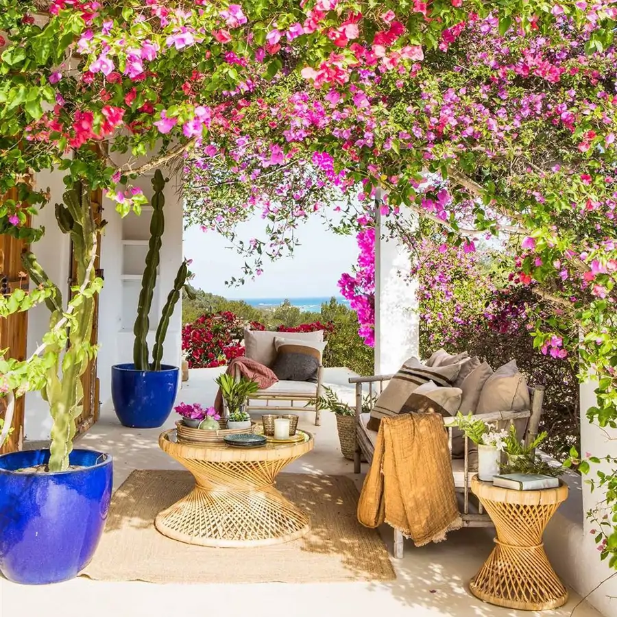 Buganvilla