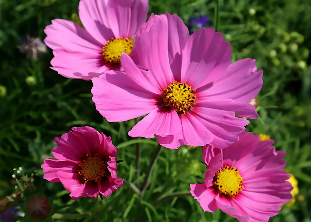 cosmos bipinnatus 7350923