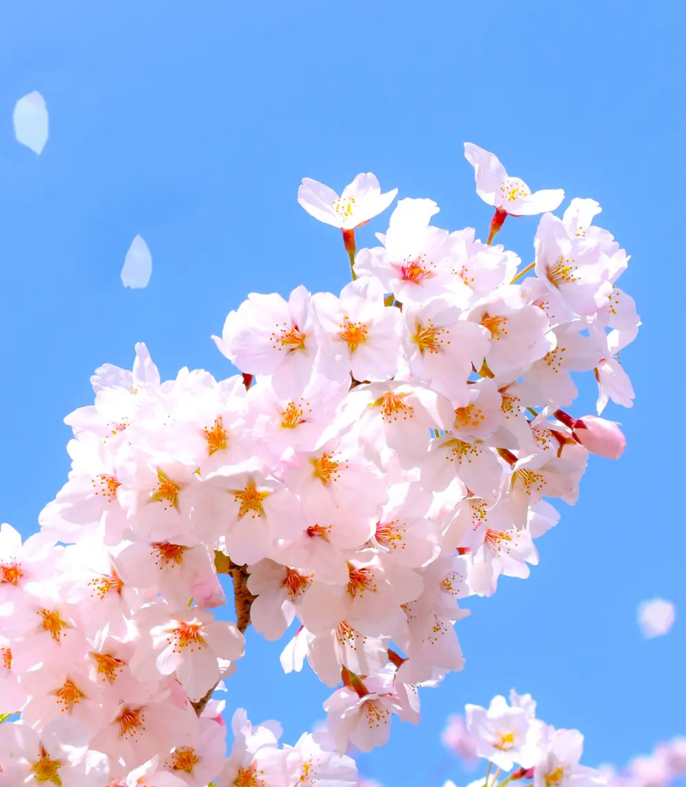 Flores de cerezo