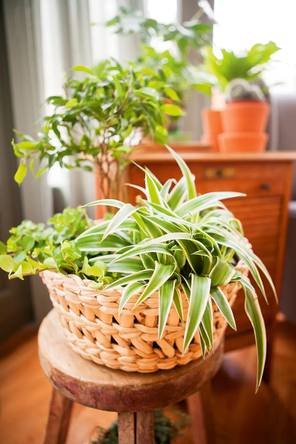 Detalle de planta cinta con maceta de fibras