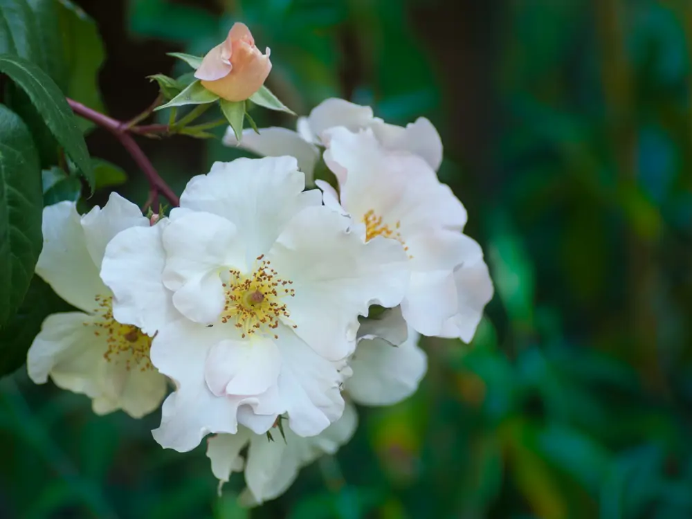 Planta Rosa Sally Holmes