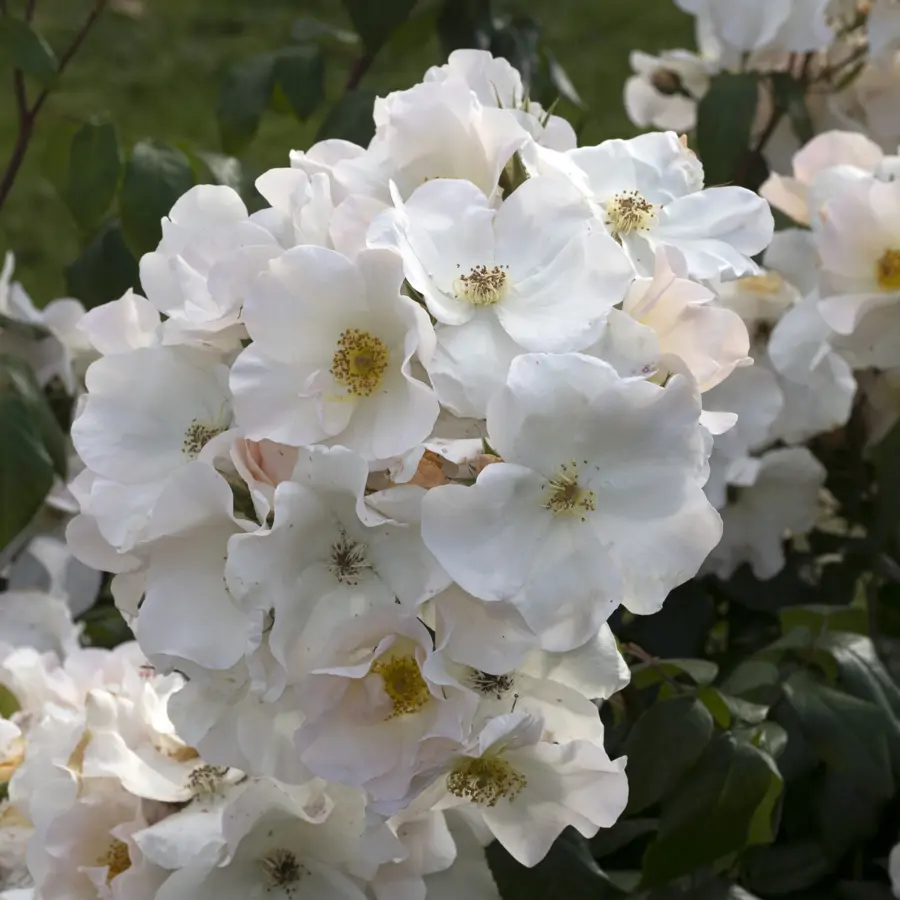 Rosa Sally Holmes