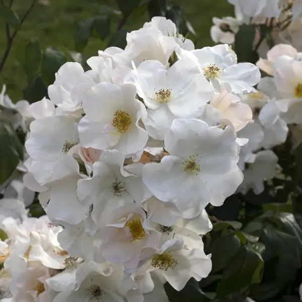 Paula Tarditi, experta en jardinería y botánica: "Esta planta que llena tu jardín de flores grandes en primavera y perfuma con un aroma increíble"