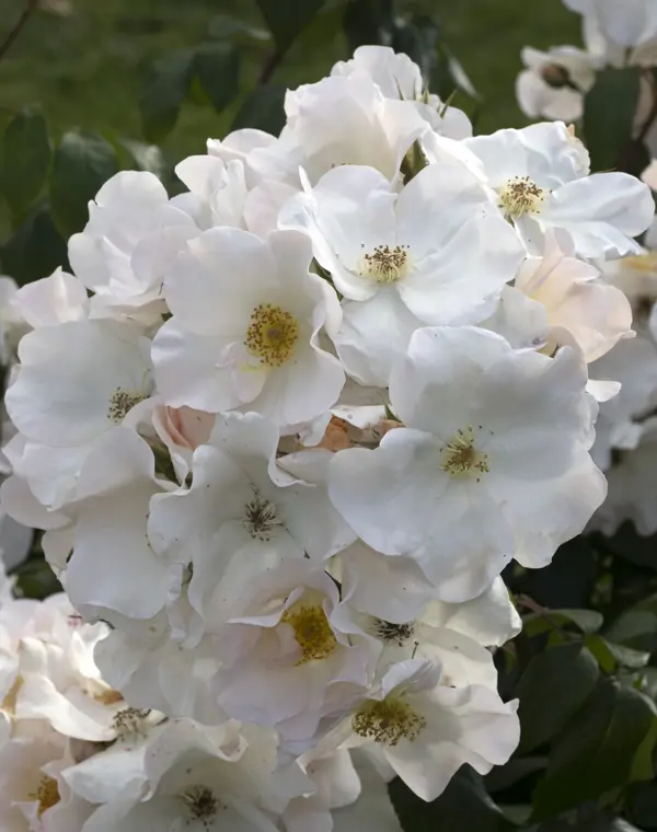 Rosa Sally Holmes: una planta con flores bonitas y fácil de cuidar