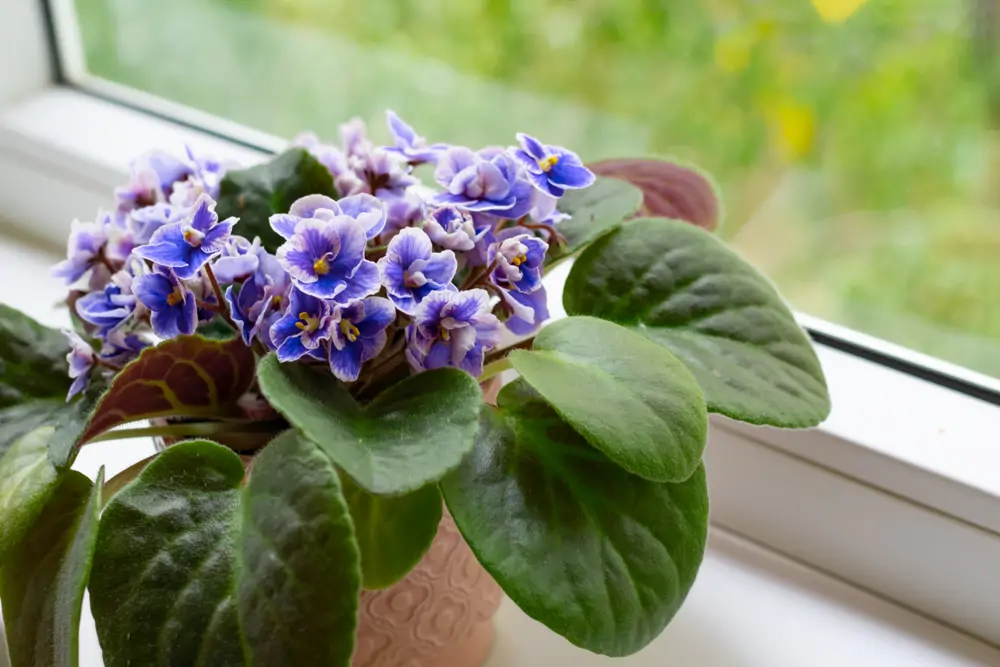 violeta flor planta