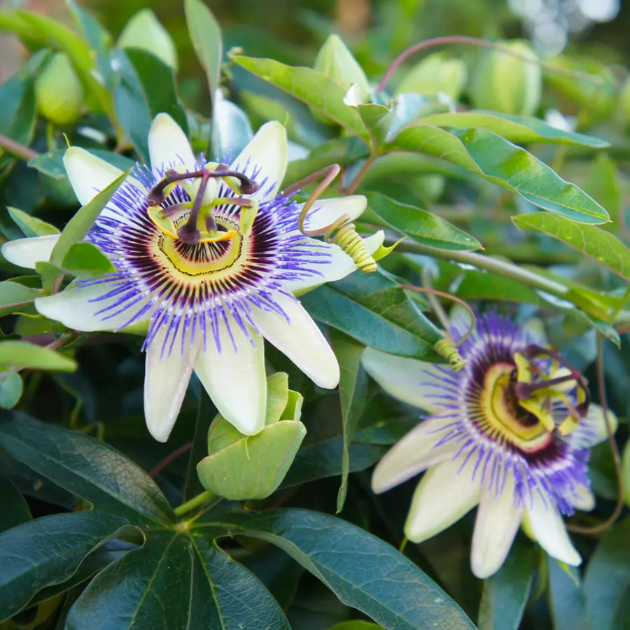 pasiflora flor enredadera