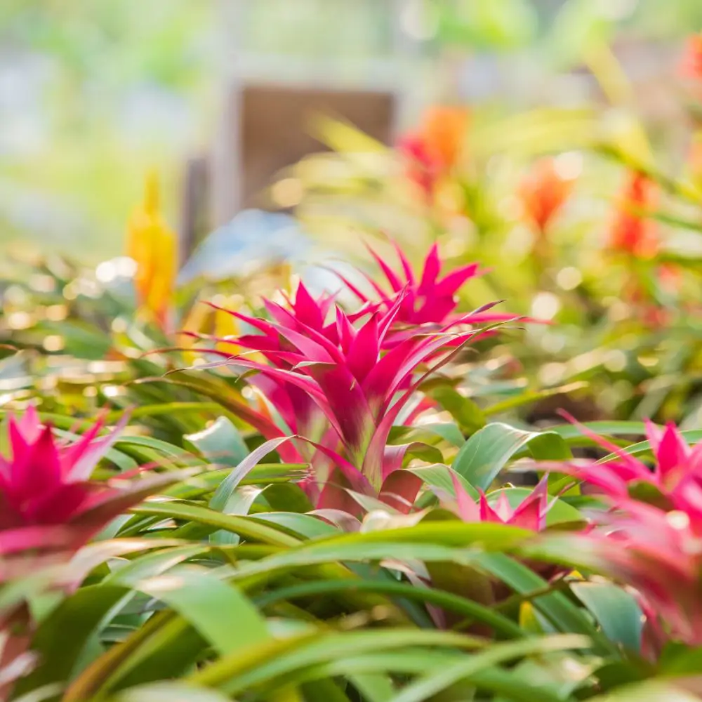 Bromelia.