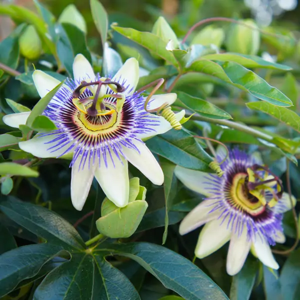 pasiflora flor enredadera