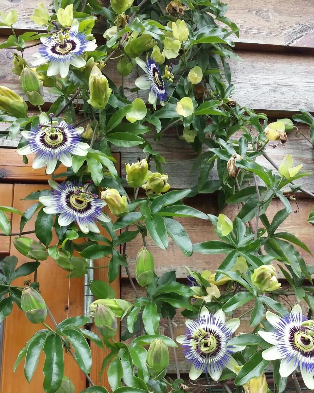 Pasiflora 