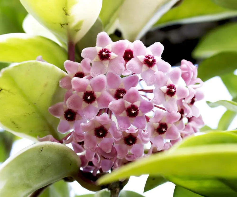 hoya carnosa