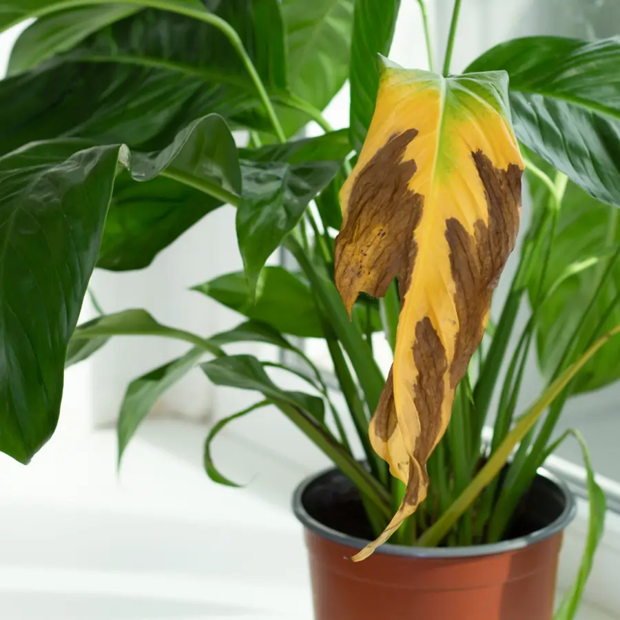Planta con hojas de color amarillo.