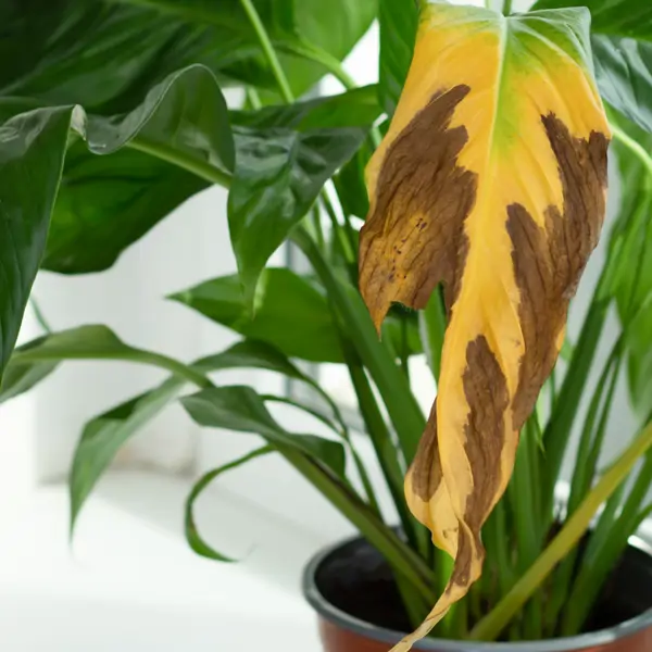 Tus plantas están pidiendo ayuda: este truco casero con cáscara de plátano elimina las hojas amarillas en días