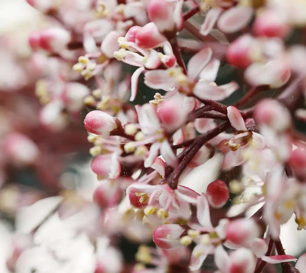 skimmia japonica