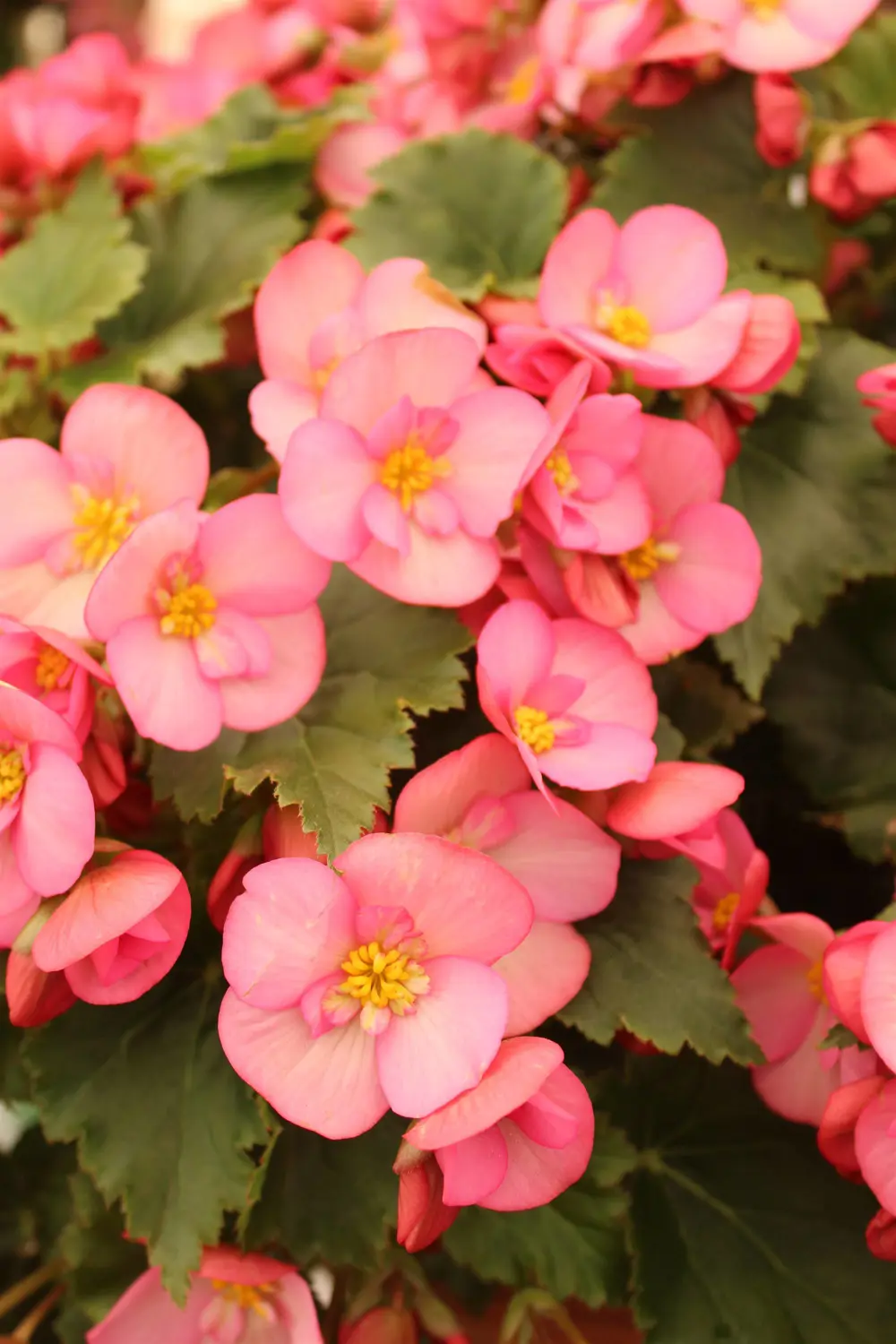 2. Begonias, las flores más dulces para tu casa 