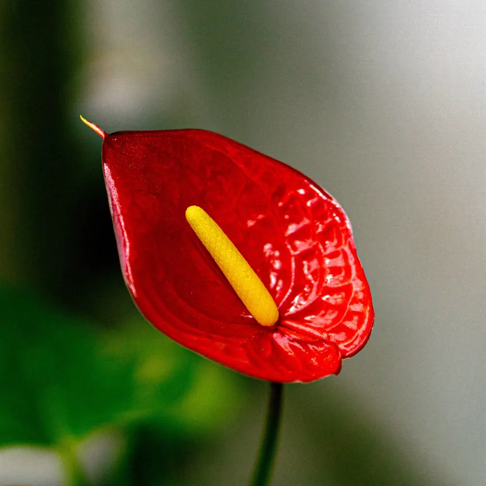 4. Anthurium rojo: ideal para vestir tu hogar