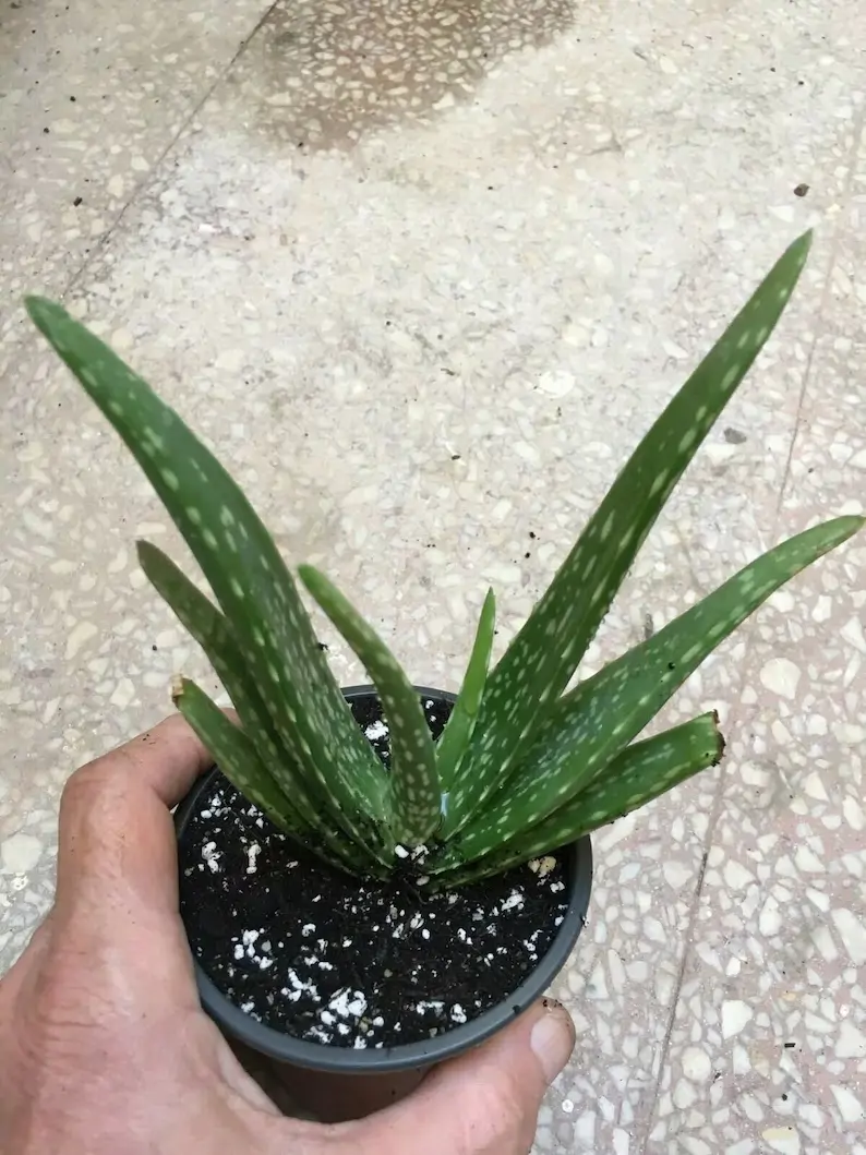 Etsy | Aloe Vera