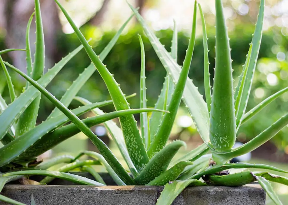 Aloe Vera