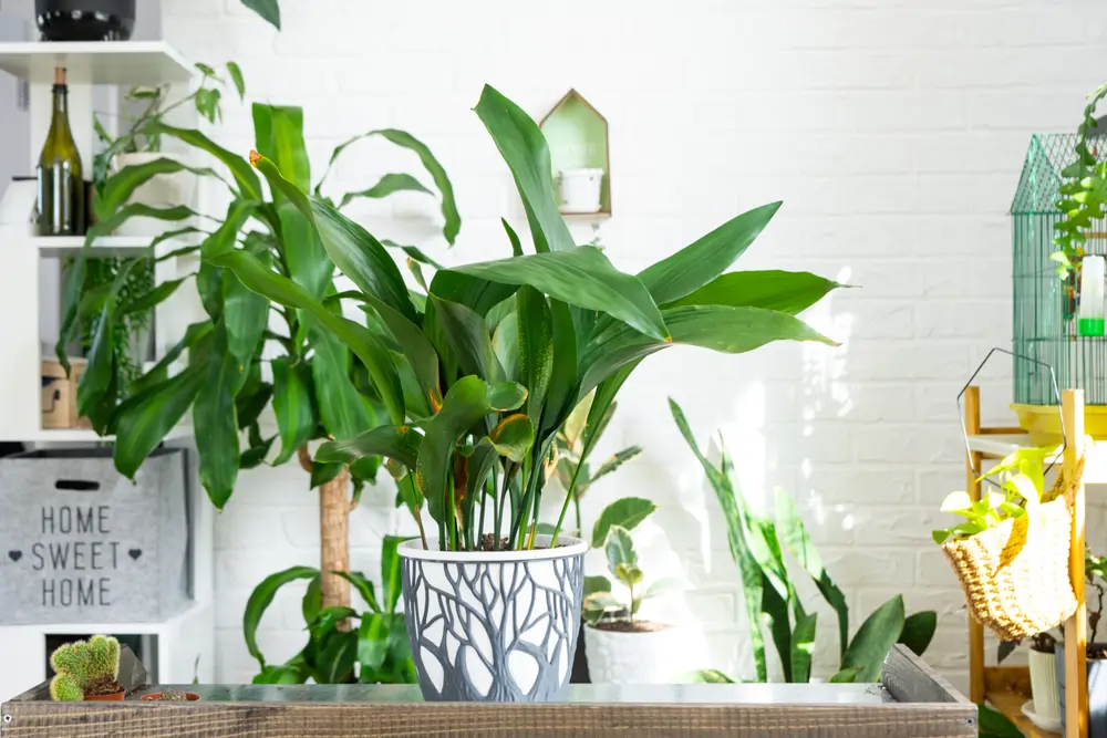 aspidistra planta