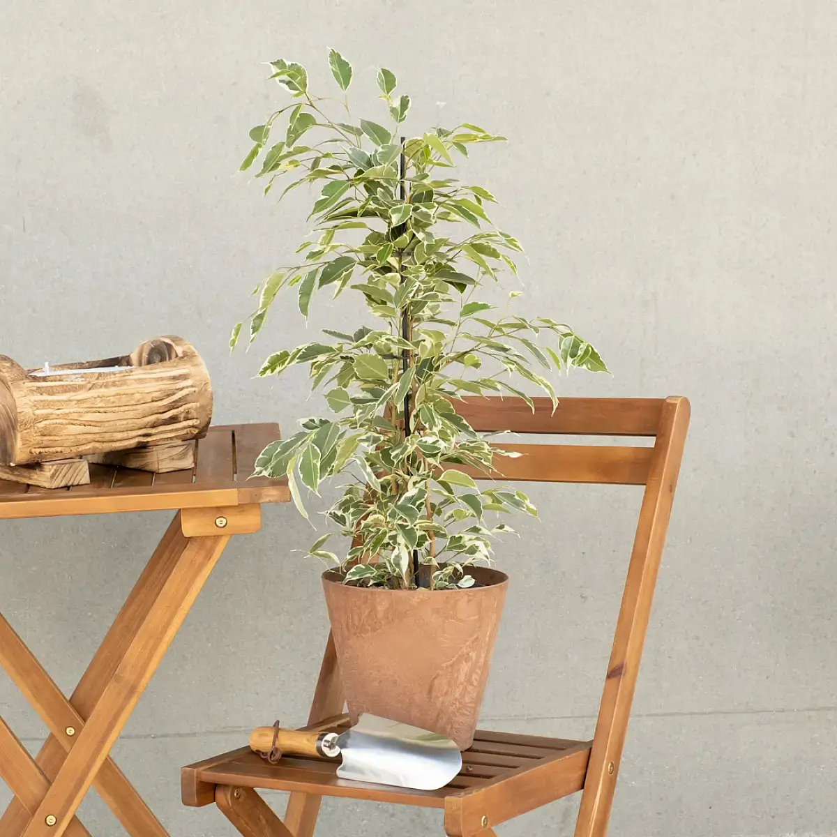 Be.green | Ficus Benjamina