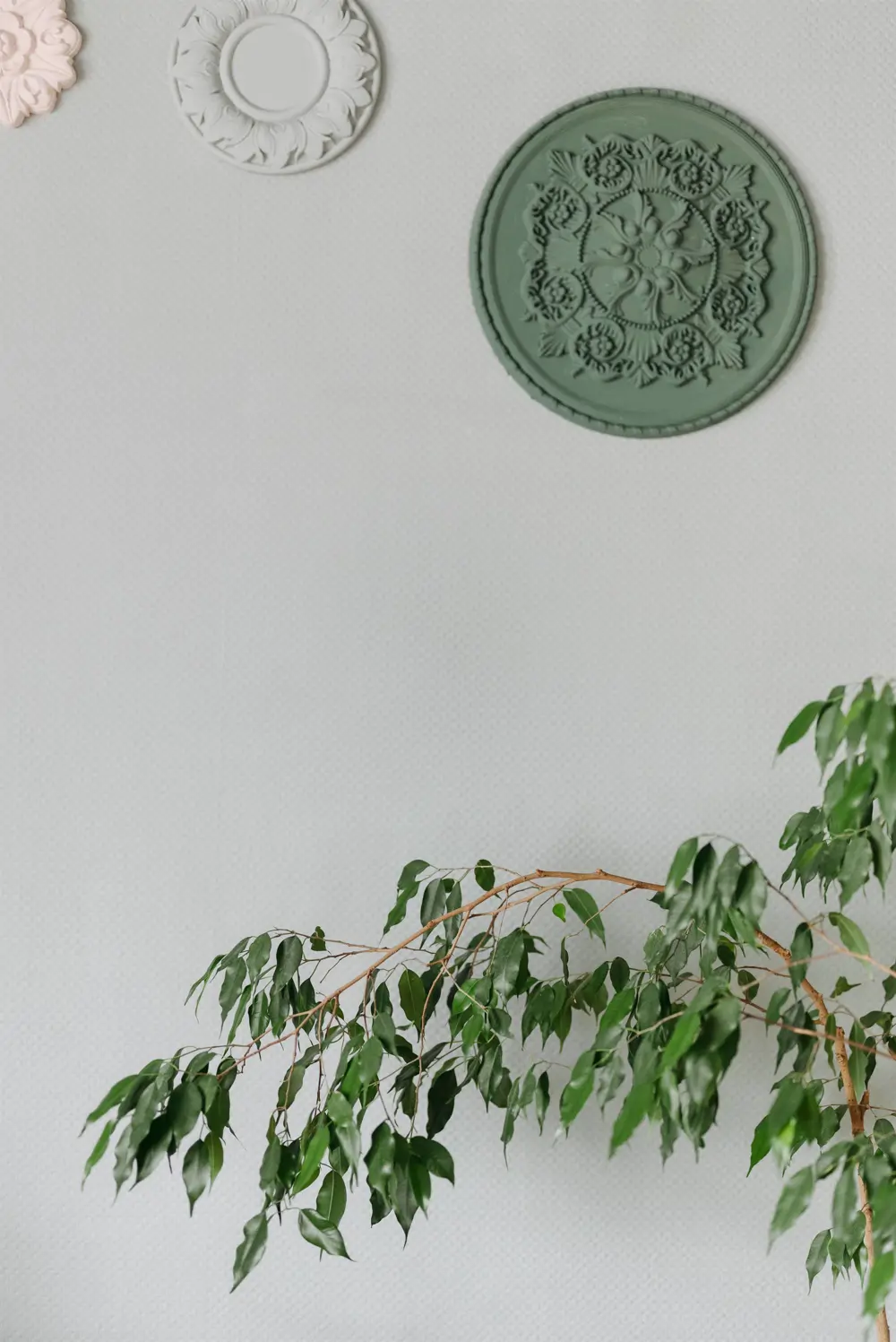 Ficus